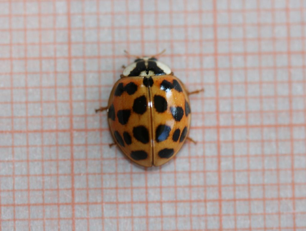 Harmonia axyridis, Coccinellidae